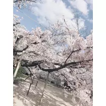 姫花