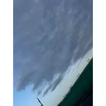 せいか