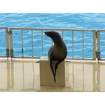ねお
