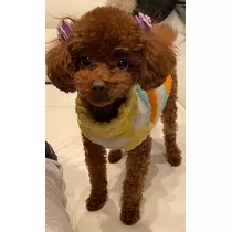 愛羽 仁美