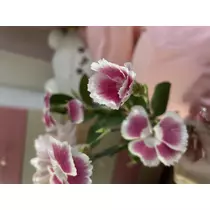 ちひろ