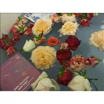 桃瀬 百華