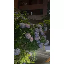 かびるんるんさわ