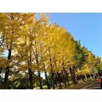 咲良 水月