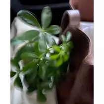 緑 四葉