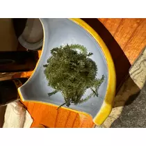 恋麦乃 ちょり