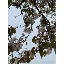 宝條 夏恋