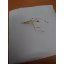 のはら かすみ