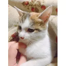 ミリア
