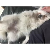 あや