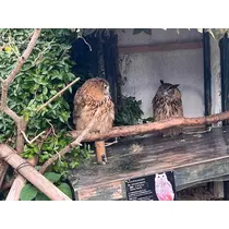 ヴィヴィ