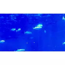 猫羽 のん