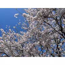 みり