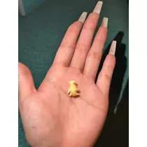 ここ