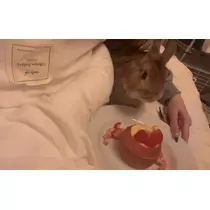 セナ