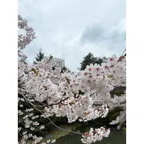 西園寺 ゆきみ