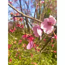 あいり