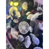 せいら