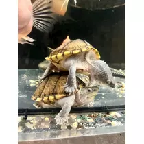 うづき ふうか