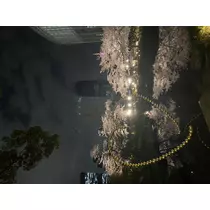 さつき