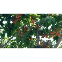 白石 愛莉