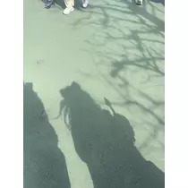 らん