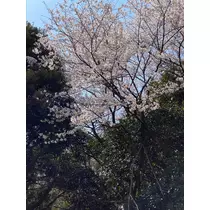 ゆき