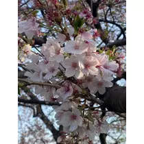 ふゆな