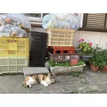 ねね
