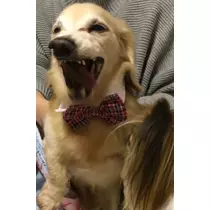 ティナ