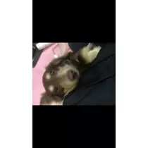 もえ