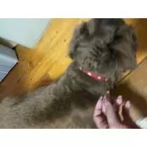 美月