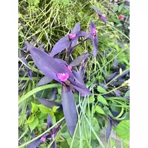 なるみ