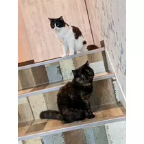こは