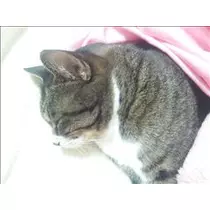 愛羽 仁美