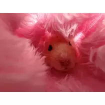 桜井 ここみ