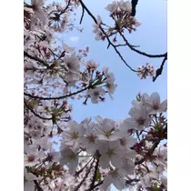 ゆず