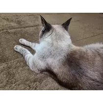 ひな