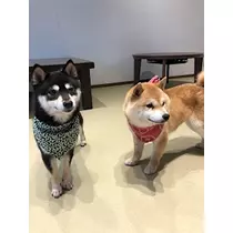 姫花