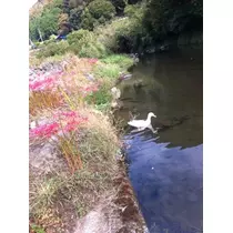 もも