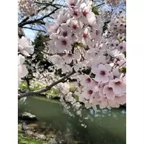 香川 ゆい