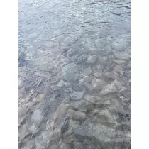 あおい
