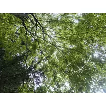 あおい