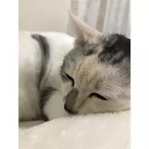 月島 めい