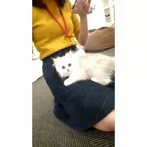 雅