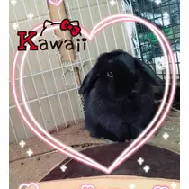 天羽 つばさ