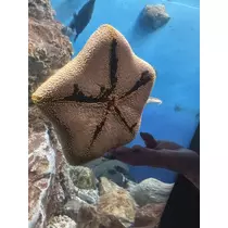かの