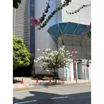 緑 四葉