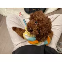 愛羽 仁美