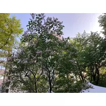 夏樹 あや
